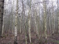 Klánovický les, autor: Tomáš*