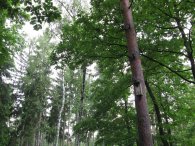 V lese je pohodička, autor: Tomáš*
