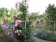 V Růžové zahradě, autor: Tomáš*