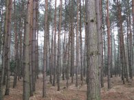 Klánovický les, autor: Tomáš*