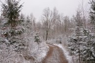 Lesní cesta v zimě, autor: Jan Čermák