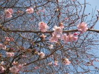 Na Petříně to již kvete (foto se moc nepovedlo, ale chci se podělit o tu jarní krásu), autor: Tomáš*