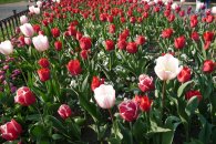 tulipány v Letenských sadech, autor: Dana