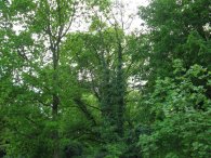 Stromy na Bohnickém hřbitově, autor: Tomáš*