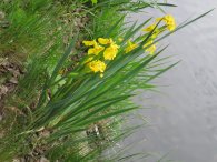 Kosatec žlutý na hrázi Počernického rybníka, autor: Tomáš*