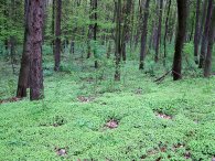 Když se v lese zelená, autor: Tomáš*