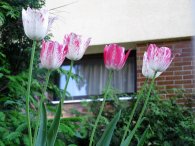 Opožděné tulipány, autor: Tomáš*