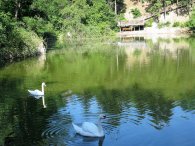Labutě na jezírku v Divoké zahradě Hostivař, autor: Tomáš*