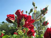 Růže v parku u Chodovské tvrze, autor: Tomáš*