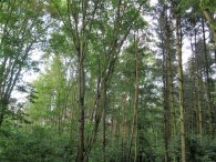 Les na Kozích hřbetech, autor: Tomáš*