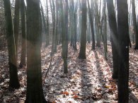 Sluníčko se dere lesem, autor: Tomáš*