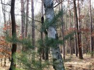 Loučení s Klánovickým lesem, autor: Tomáš*