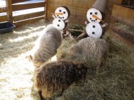 Netečné ovce s beranem v minifarmě, autor: Tomáš*