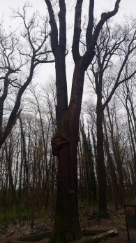 Miranovy duby - významný strom, autor: Petr