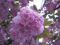 Kvetoucí sakura v Uhříněvsi, autor: Tomáš*