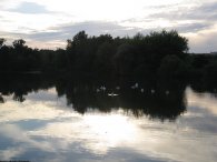 Usínající labutě na Milíčovském rybníku, autor: Tomáš*