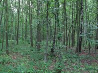 Milíčovský les, autor: Tomáš*