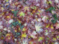 Barvy podzimu, autor: Tomáš*