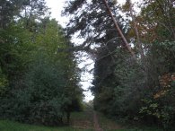 Cestička nad lesíkem, autor: Tomáš*