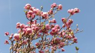 Kvetoucí magnolie, autor: Tomáš*