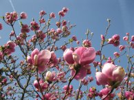 Kvetoucí magnolie u hostivařského hřbitova, autor: Tomáš*