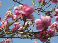 Rozkvetlá magnolie, autor: Tomáš*