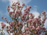 Je čas magnolií, autor: Tomáš*