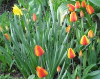 Narciska mezi tulipány, autor: Tomáš*