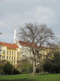 Žižkovská věž se sadů Sv.Čecha, autor: mrkvajda