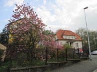 magnolie v ulici Na Křivce, autor: mrkvajda