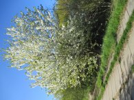 kvetoucí strom u cesty, autor: mrkvajda