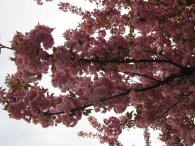 Sakura u Malešického parku, autor: Tomáš*