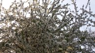 Kvetoucí třešeň na Počernické (mobil), autor: Tomáš*