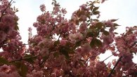 Sakura u Malešického parku (mobil), autor: Tomáš*