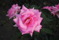 Růžová zahrada, autor: Jan Čermák