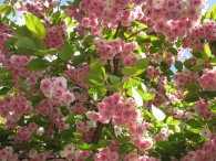 Kvetoucí japonská třešeň-sakura v Modřanech, autor: Tomáš*