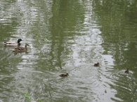 Duck Family, autor: Tomáš*