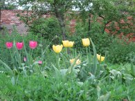 Tulipány na zahrádce v Miškovicích, autor: Tomáš*