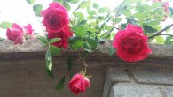 A ještě foto z mobilu: Růžičky v ulici Nad Petruskou, autor: Tomáš*