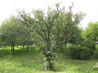 Staré stromy na kraji Čimického háje, autor: Tomáš*