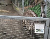 Emu v přírodovědné stanici na Smíchově, autor: Tomáš*