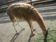 Hladová lama, autor: Tomáš*