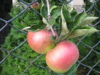 Jablíčka u plotu, autor: Tomáš*