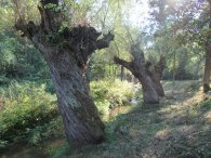 stromy u Dalejského potoka, autor: mrkvajda