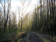 Lesní cesta, autor: Tomáš*