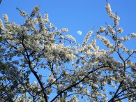 Měsíc v květu, autor: Tomáš*