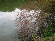 Šípkový keř u Hamerského rybníka, autor: Tomáš*
