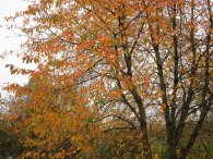 Podzim má svou krásu, autor: Tomáš*