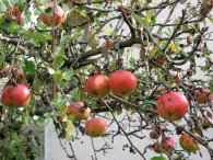 Jablíčka, autor: Tomáš*
