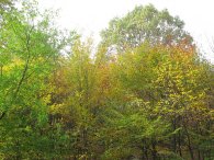 Podzim na Okrouhlíku, autor: Tomáš*